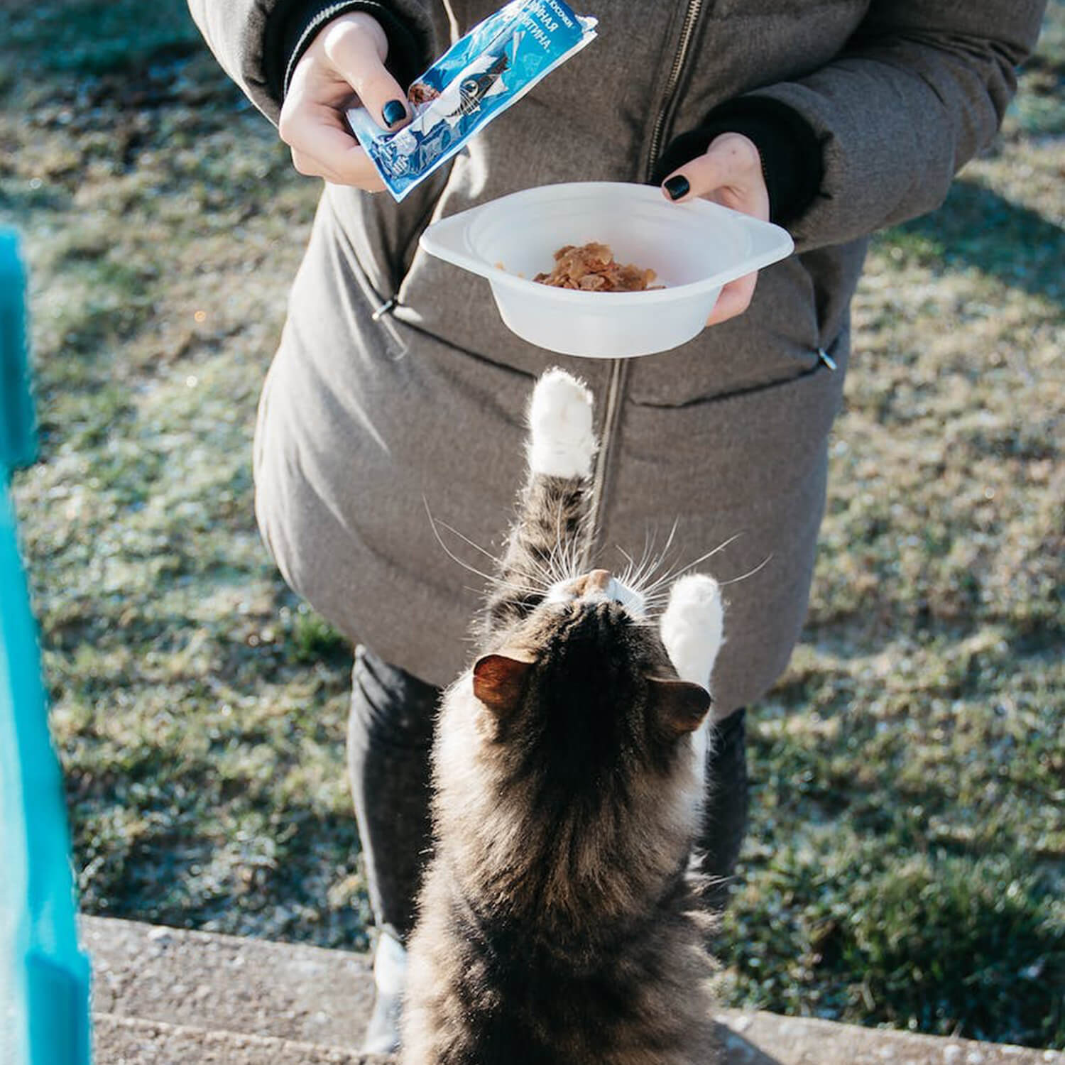 「愛猫との絵本のような物語- PETTENAでの温かい経験」