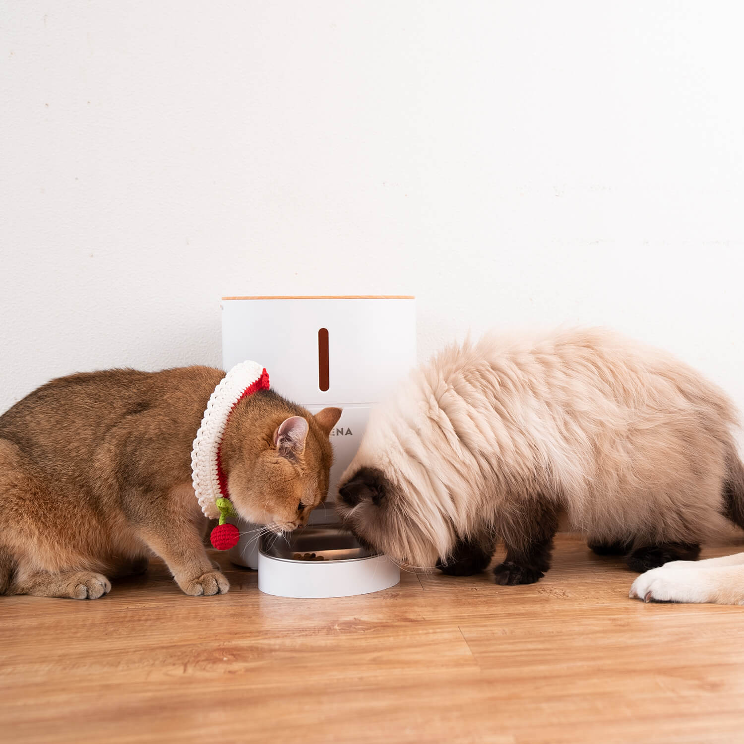 なぜ猫は犬よりも選り好みが厳しいように見えるのでしょうか？