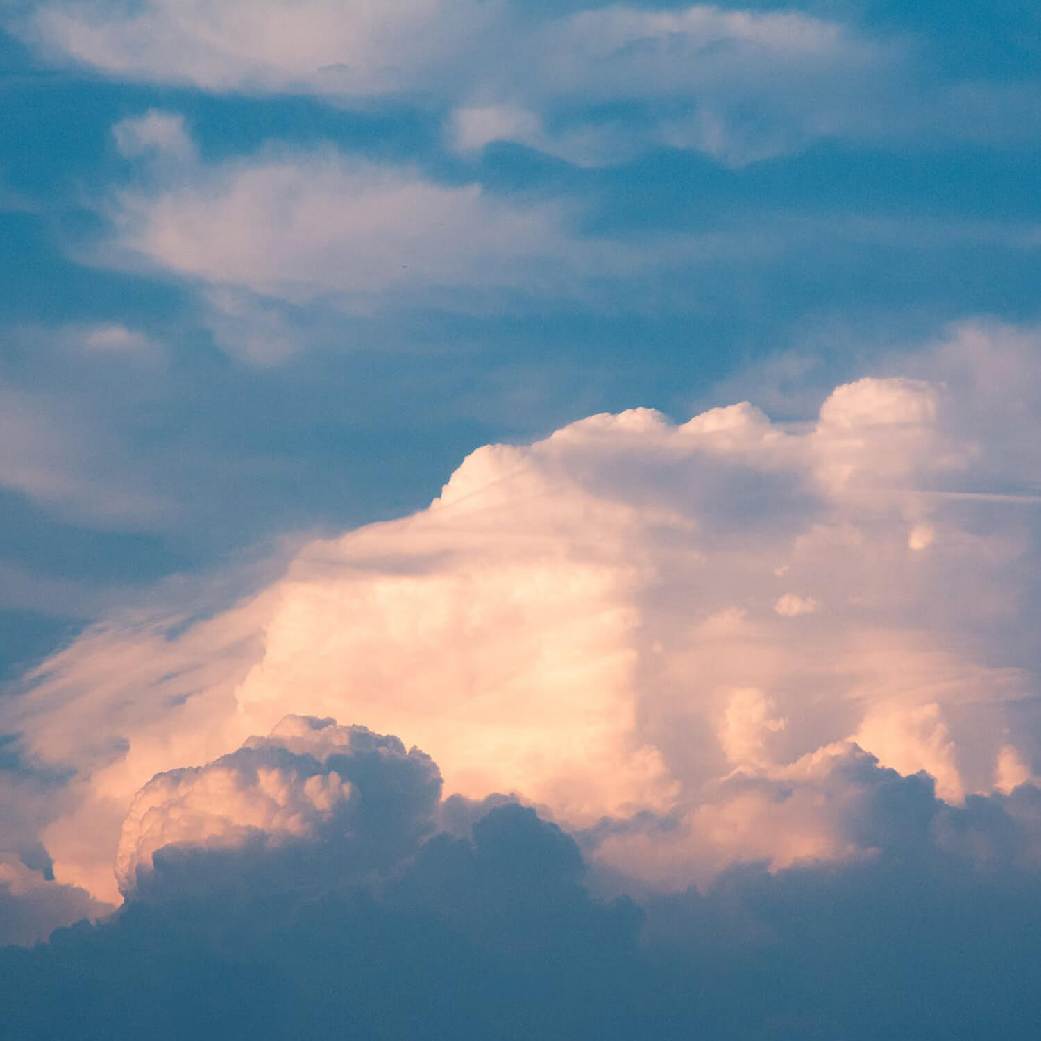 スコティッシュフォールド：その特徴と生活特性について